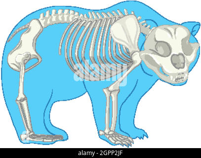 Skeleton Anatomy of wild bear isolated illustration Stock Vector Image ...