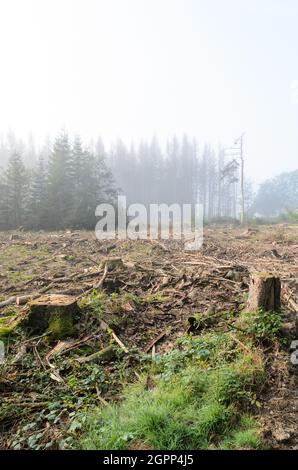 Deforested pine tree (Pinus) forest and stumps in fog in the Westerwald area, Rhineland-Palatinate, Germany, Europe Stock Photo