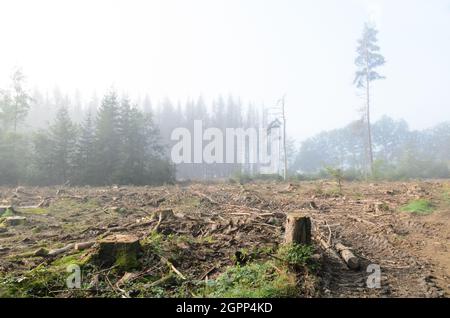 Deforested pine tree (Pinus) forest and stumps in fog in the Westerwald area, Rhineland-Palatinate, Germany, Europe Stock Photo