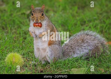 Richmond, London, UK. 30th Sep, 2021. A little grey squirrel (Sciurus carolinensis) has managed to open a freshly fallen chestnut and is happily munching on a cool, autumnal day in London. Credit: Imageplotter/Alamy Live News Stock Photo