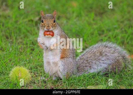 Richmond, London, UK. 30th Sep, 2021. A little grey squirrel (Sciurus carolinensis) has managed to open a freshly fallen chestnut and is happily munching on a cool, autumnal day in London. Credit: Imageplotter/Alamy Live News Stock Photo
