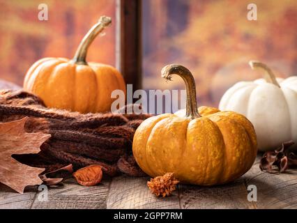Mini pumpkins and blanket by a window with colorful autumn background Stock Photo