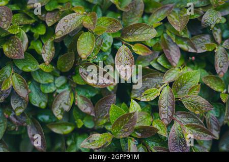 Green leafs with water drops Stock Photo