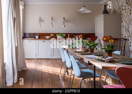 Iroko worktopw with Auriculas on table made of scaffold boards in Suffolk kitchen. Stock Photo