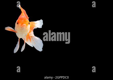 Close up Goldfish oranda white with orange Black background scene Stock Photo