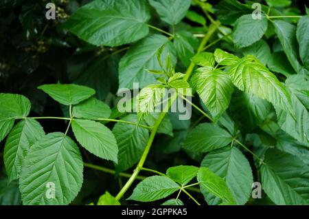 Green leaves of the Rubus allegheniensis plant, known as Allegheny blackberry and common blackberry, in a forest in Germany, Europe Stock Photo