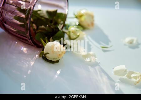 Wineglass with white delicate roses on the water surface with shadows. After party concept. Copy space. High quality photo Stock Photo