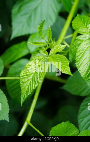 Green leaves of the Rubus allegheniensis plant, known as Allegheny blackberry and common blackberry, in a forest in Germany, Europe Stock Photo