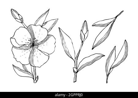 Set of flowers leaves bud twig in the style of doodling, stylized, black contour hand drawing, isolated, on a white background. Vector illustration Stock Vector