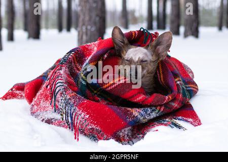 Little Dog With Big Ears Wrapped In Red Checkered Plaid On A Snow In Winter Forest.