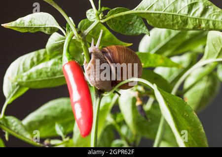 Roman snail on red chili peppers  branch with leaves. Stock Photo