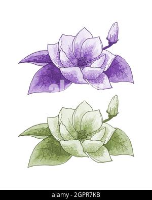 Set of lotus lily, monochrome, contour, watercolor stylized hand drawing, isolated, white background. Vector illustration Stock Vector