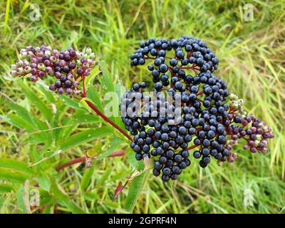 Elderberries or Sambucus berries fresh on the bush close-up. Stock Photo