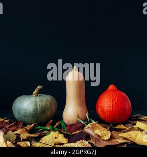 Three colorful pumpkins and autumn leaves on black background. Halloween concept. Front view. Copy space. Stock Photo