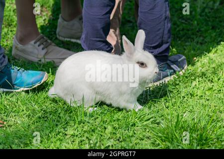 Low Section View Of White Rabbit On Grass