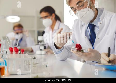 Genetic scientists working on GM tomatoes while doing research in modern food laboratory Stock Photo