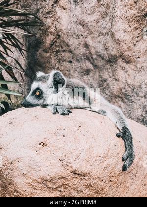 Sleepy Ring-tailed Lemur