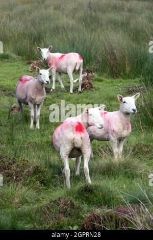 Brightly Marked Shorn Sheep Standing In A Boggy Field