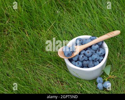 Ripe blueberries in ceramic bowl with wooden spoon on the grass in the garden. Concept of healthy snack and diet Stock Photo