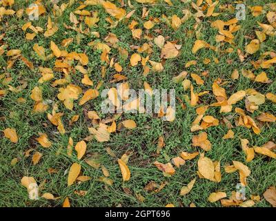 Group of autumn fallen leaves in orange colors lying on ground isolated green grass, dump of different leaves, autumn concept Stock Photo
