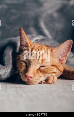 Cute Little Ginger Kitten Sleeps On The Sofa Under Grey Soft Blanket
