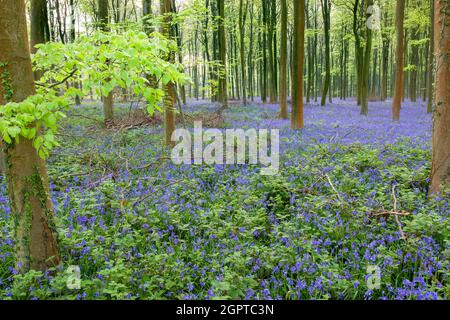 Bluebells in Wepham Woods Stock Photo