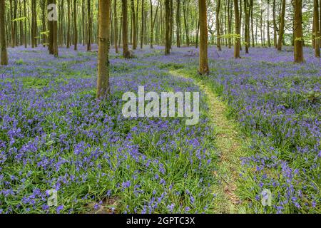 Bluebells in Wepham Woods Stock Photo