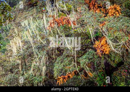 Forest around Tiger's Nest, Paro, Bhutan. Stock Photo