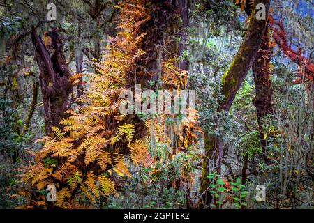 Forest around Tiger's Nest, Paro, Bhutan. Stock Photo