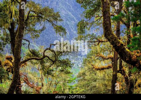 Forest around Tiger's Nest, Paro, Bhutan. Stock Photo