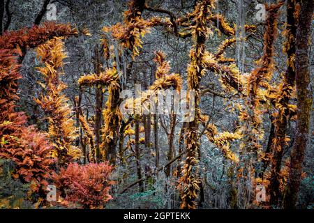 Forest around Tiger's Nest, Paro, Bhutan. Stock Photo