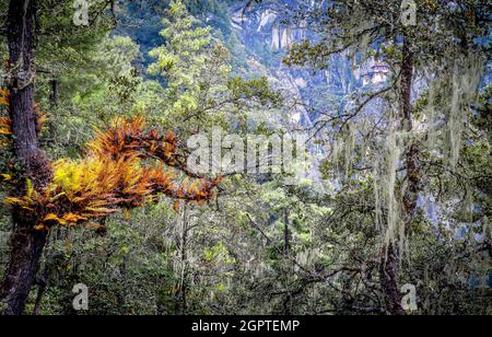 Forest around Tiger's Nest, Paro, Bhutan. Stock Photo