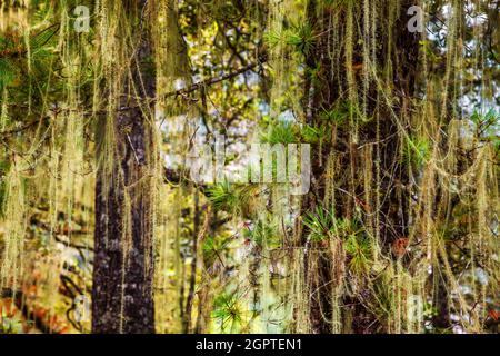 Forest around Tiger's Nest, Paro, Bhutan. Stock Photo