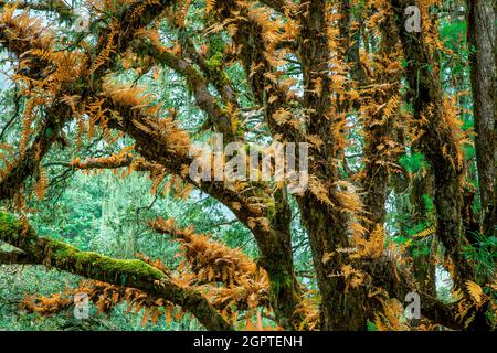 Forest around Tiger's Nest, Paro, Bhutan. Stock Photo