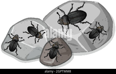 Top view of many stag beetle on stones Stock Vector