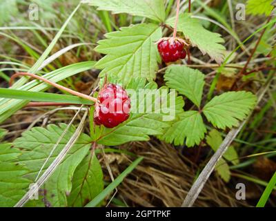 Ripe berries Arctic bramble (Rubus arcticus) or Arctic raspberry - a species of slow-growing bramble. Stock Photo