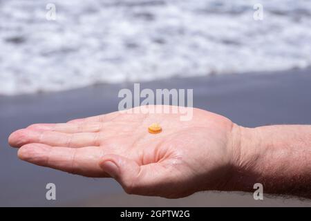 Midsection Of Man Hand Holding Seashells At Beach