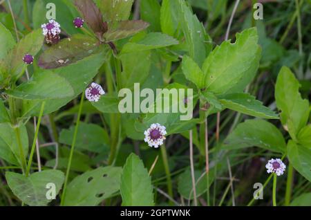 Lanceleaf Fogfruit, Phyla lanceolata Stock Photo