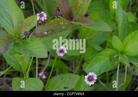 Lanceleaf Fogfruit, Phyla lanceolata Stock Photo