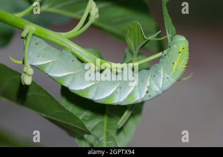 Rustic Sphinx, Manduca rustica, larva feeding on pink morning glory, Ipomoea carnea Stock Photo