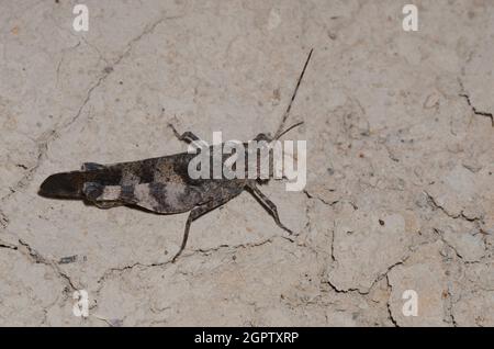 Boll's Grasshopper, Spharagemon bolli, male Stock Photo