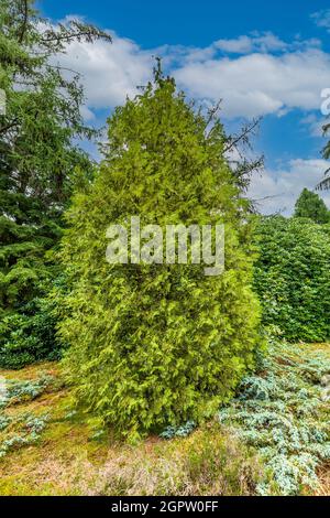 Solitary Western tree of life 'Perk Vlaanderen', Thuja occidentalis, in a Pinetum as part of a collection of conifers from all over the world , Stock Photo