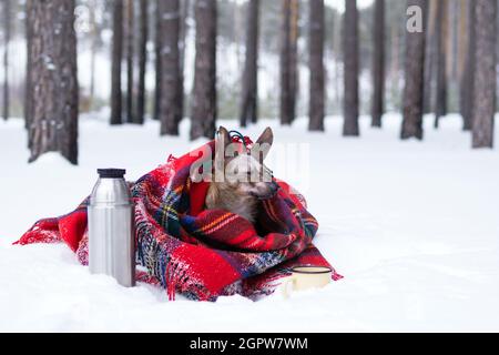 Little Dog With Big Ears Wrapped In Red Checkered Plaid On A Snow. Picnic In Winter Forest.