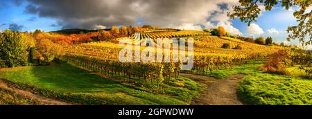 Panoramic vineyard landscape in autumn, with gold grapevines on a hill, illuminated by the beautiful late afternoon sunlight, with blue sky, dark clou Stock Photo