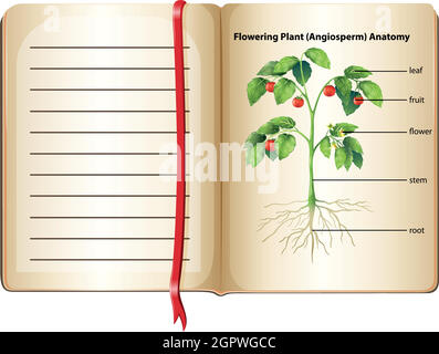 Flowering plant anatomy on page Stock Vector