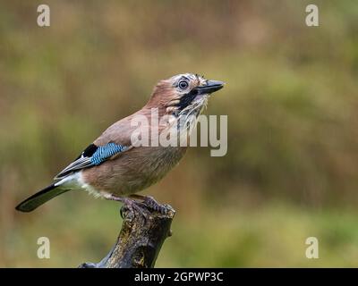 Jay in early autumn rain in mid Wales Stock Photo