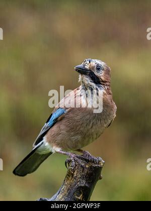 Jay in early autumn rain in mid Wales Stock Photo