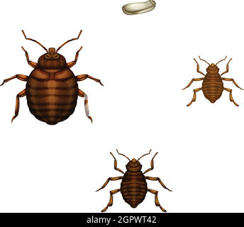 Bed bug life cycle Stock Vector