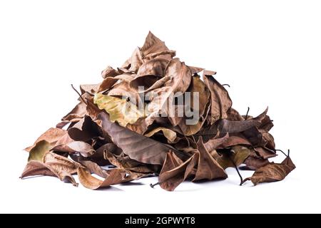 pile of dried tree leaves, dead, collected fallen and discolored leaves isolated on white background Stock Photo