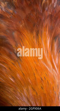 feathers abstract texture, closeup of birds plumage, bright golden orange and brown tone natural background, wallpaper or backdrop for designing Stock Photo